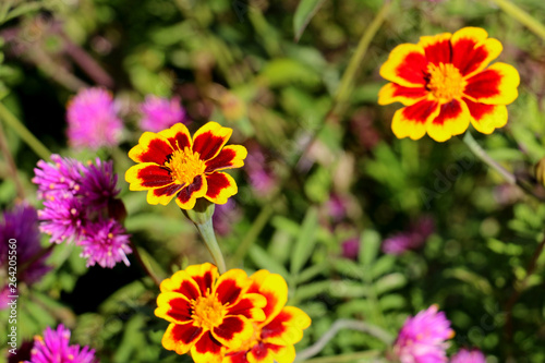 Detail of yellow and orange garden flowers