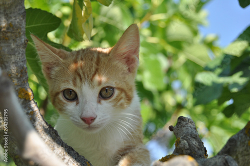 Retrato de gata sobre árbol