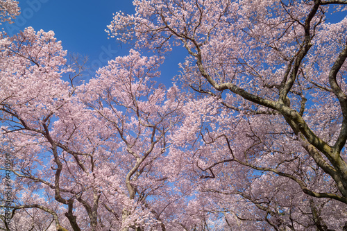 高遠城址公園のタカトウコヒガンザクラ © omune