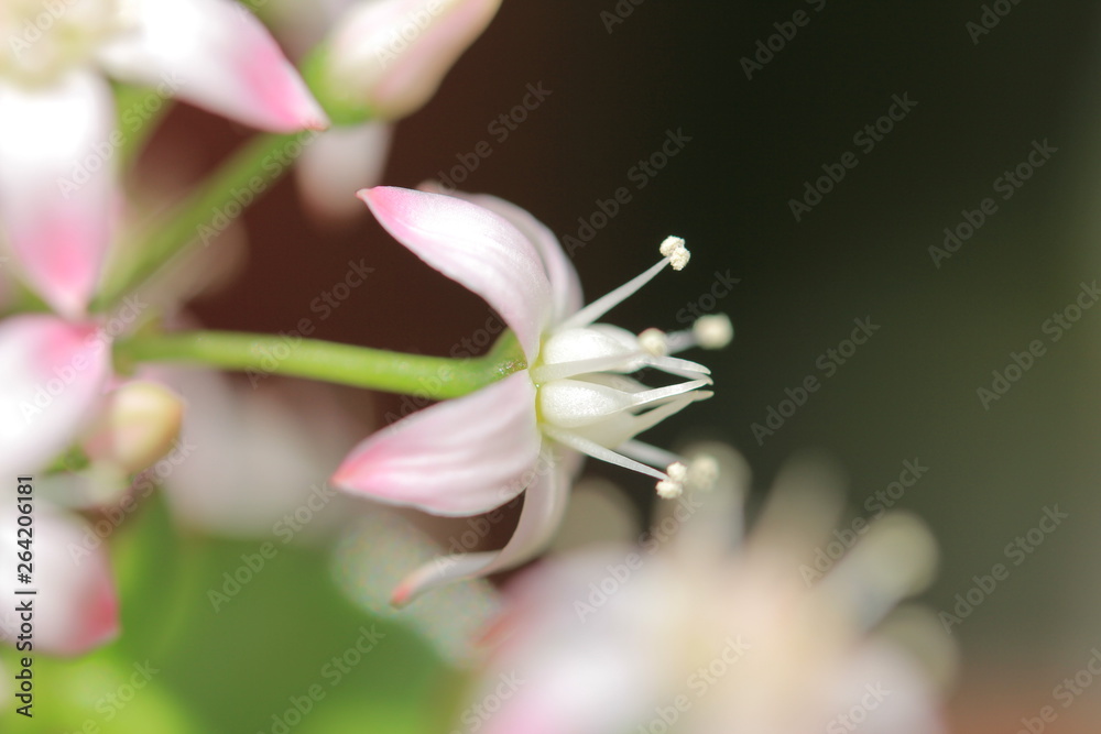 Fototapeta premium 金の成る木