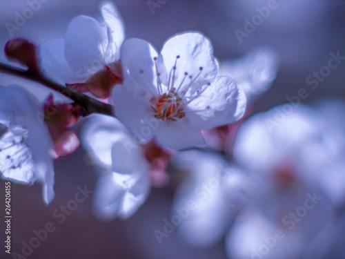 Raindrops on flowers of plum and apricot with green leaves in spring. Young shoots, water hanging from branch, flowering trees in garden, blooming spring nature. Effect light. Shallow depth of field © galitsin