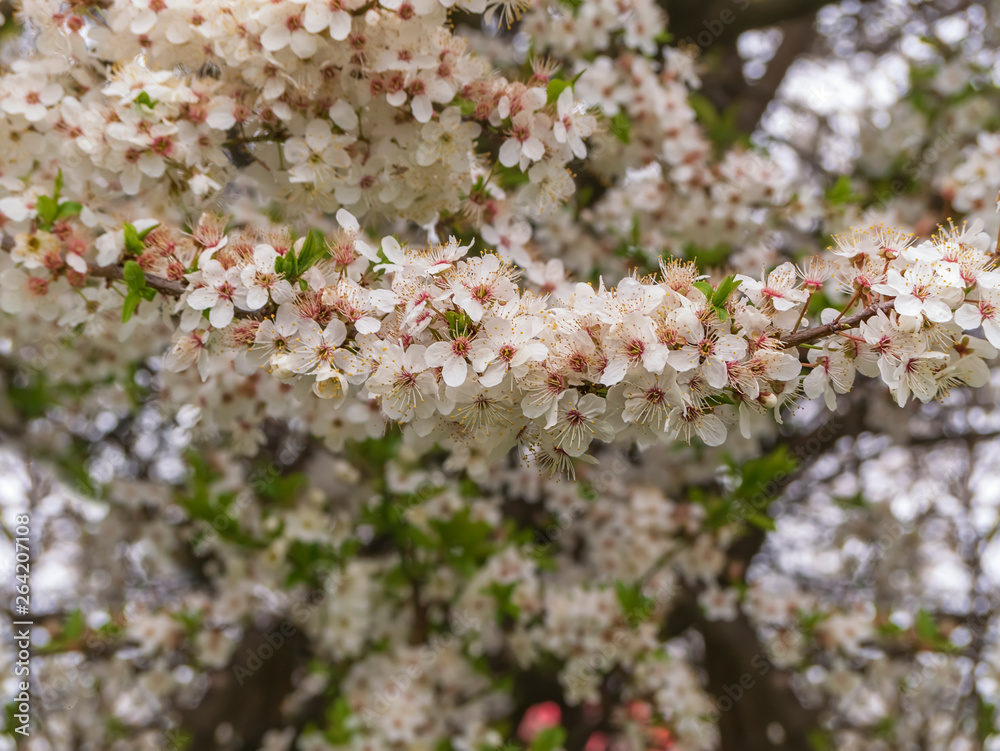 Apple trees in full bloom. Spring season Apple trees in full bloom. Spring season