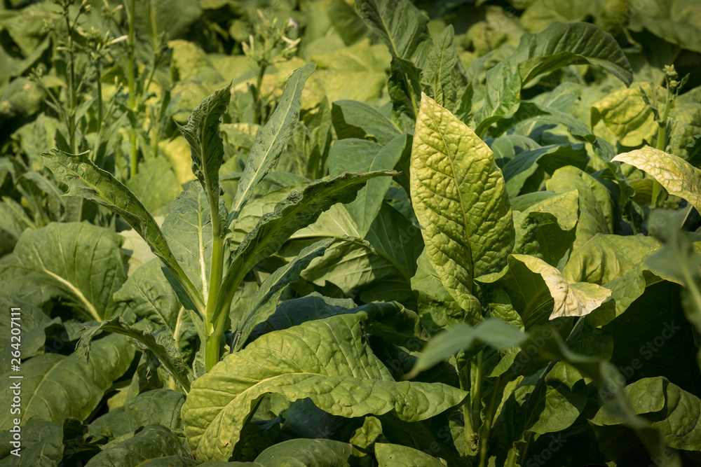 Tabak Feld, große Blätter die auf einer Plantage wachsen Tabak Feld, große Blätter die auf einer Plantage wachsen