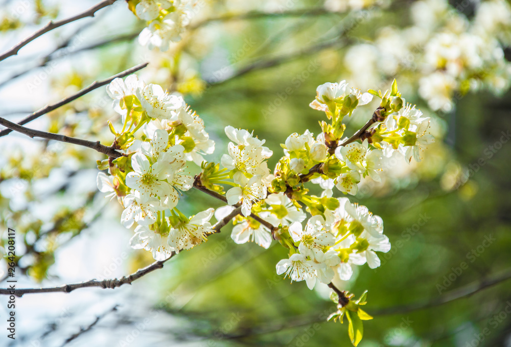 Beautiful spring flowers. In spring everything awakens from sleep. Outside. Without people. Amazing nature. Beautiful spring flowers. In spring everything awakens from sleep. Outside. Without people. Amazing nature.