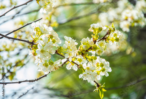 Beautiful spring flowers. In spring everything awakens from sleep. Outside. Without people. Amazing nature.