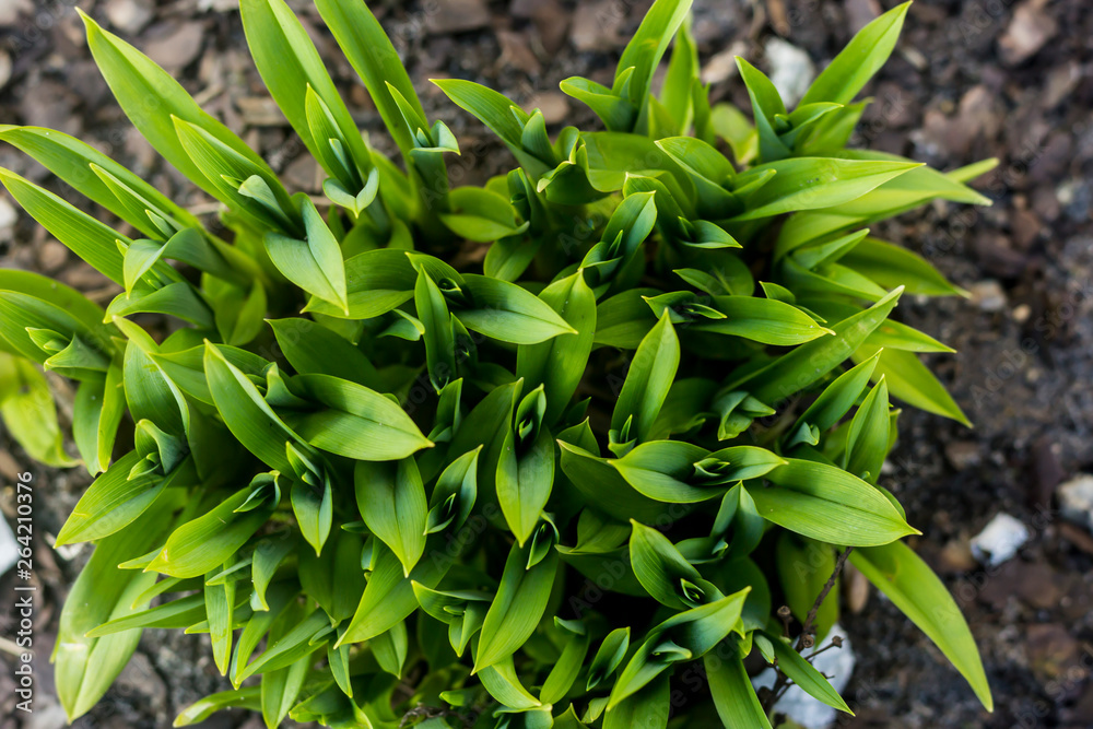 Young shoots of plants. View from above. For a site about floriculture, botany, landscape, nature, seasons. Young shoots of plants. View from above. For a site about floriculture, botany, landscape, nature, seasons.