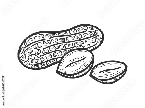 Peanut nut fruit sketch engraving vector illustration. Scratch board style imitation. Black and white hand drawn image.