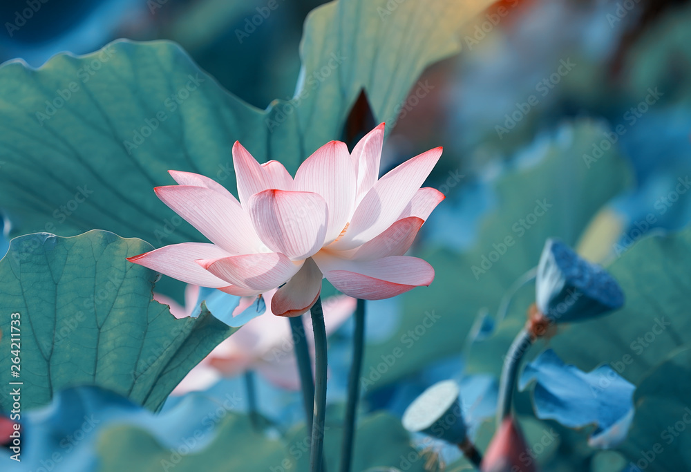 Naklejka premium beautiful pink lotus flower plants