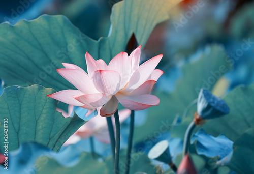 beautiful pink lotus flower plants