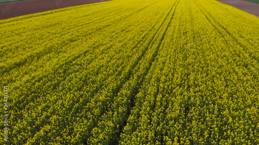 Descending and tilt down aerial shot over a rape field, new source of energy, eco friendly bio oil Descending and tilt down aerial shot over a rape field, new source of energy, eco friendly bio oil