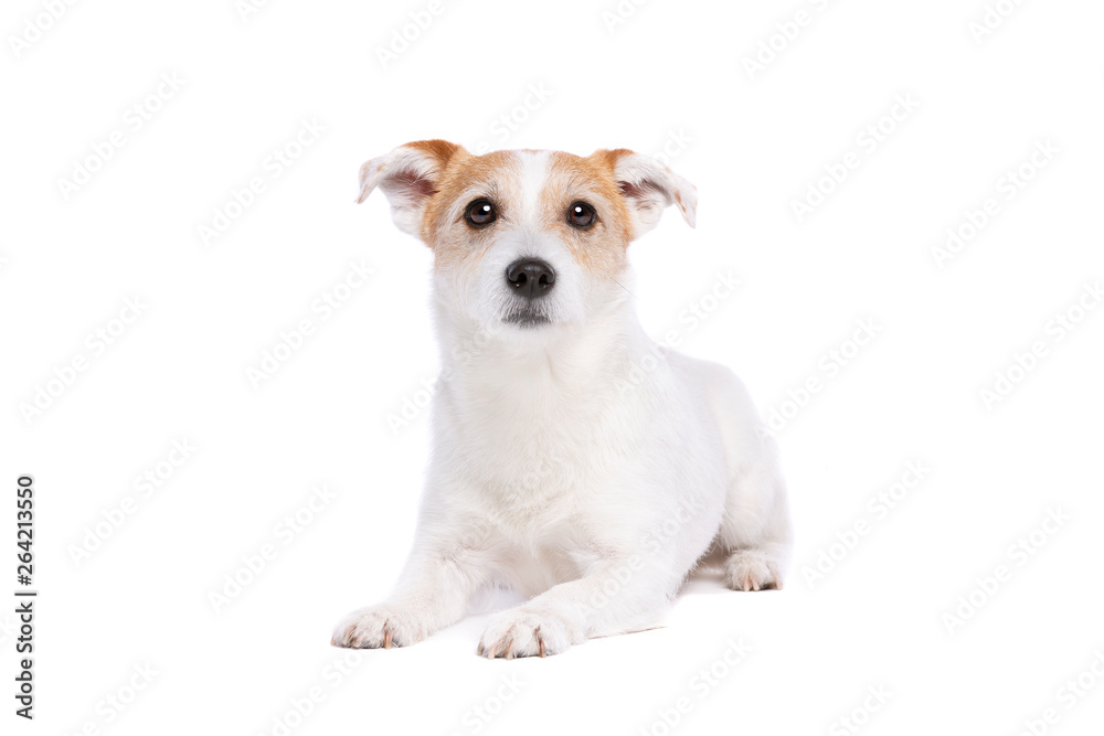 Jack Russel Terrier