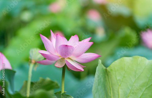 beautiful pink lotus flower plants