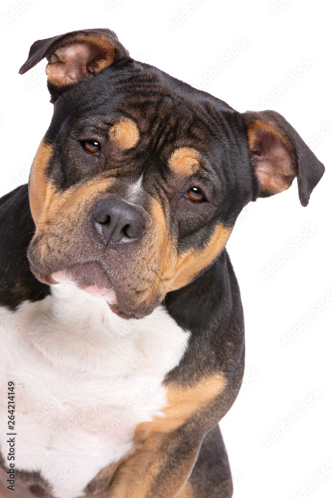 American bully dog hi-res stock photography and images - Alamy