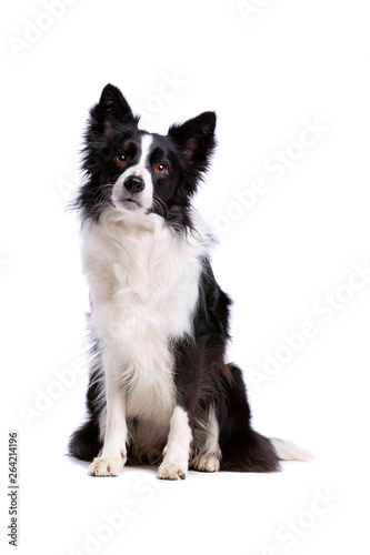 black and white border collie dog © Erik Lam