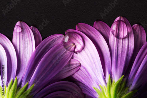 fiore con petali viola con goccia di rugiada 