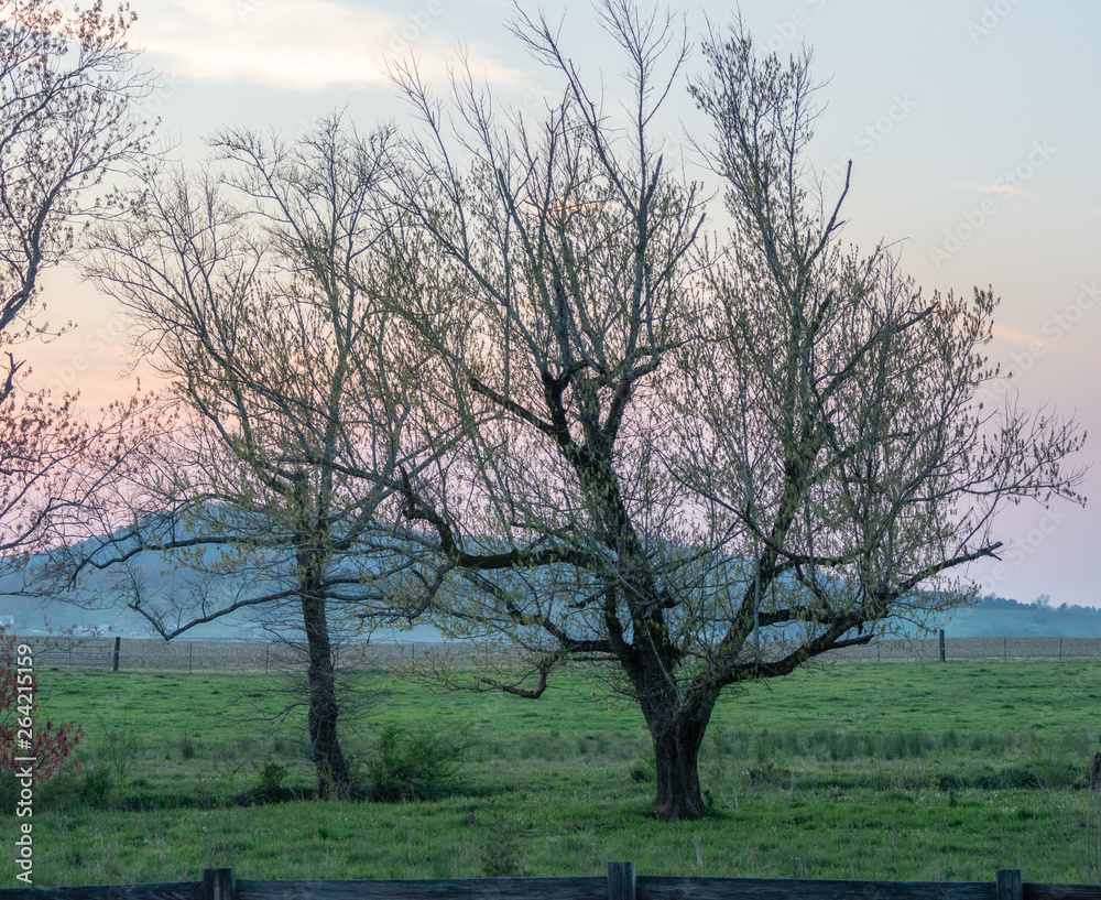 sunset behind trees in spring sunset behind trees in spring