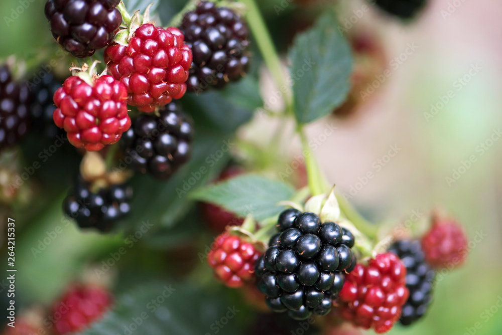 Blackberry growing in garden. A ripe and unripe blackberries on bush with selective focus. Berry background. Blackberry growing in garden. A ripe and unripe blackberries on bush with selective focus. Berry background.