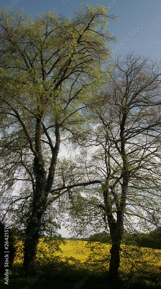 Obraz premium Fôret