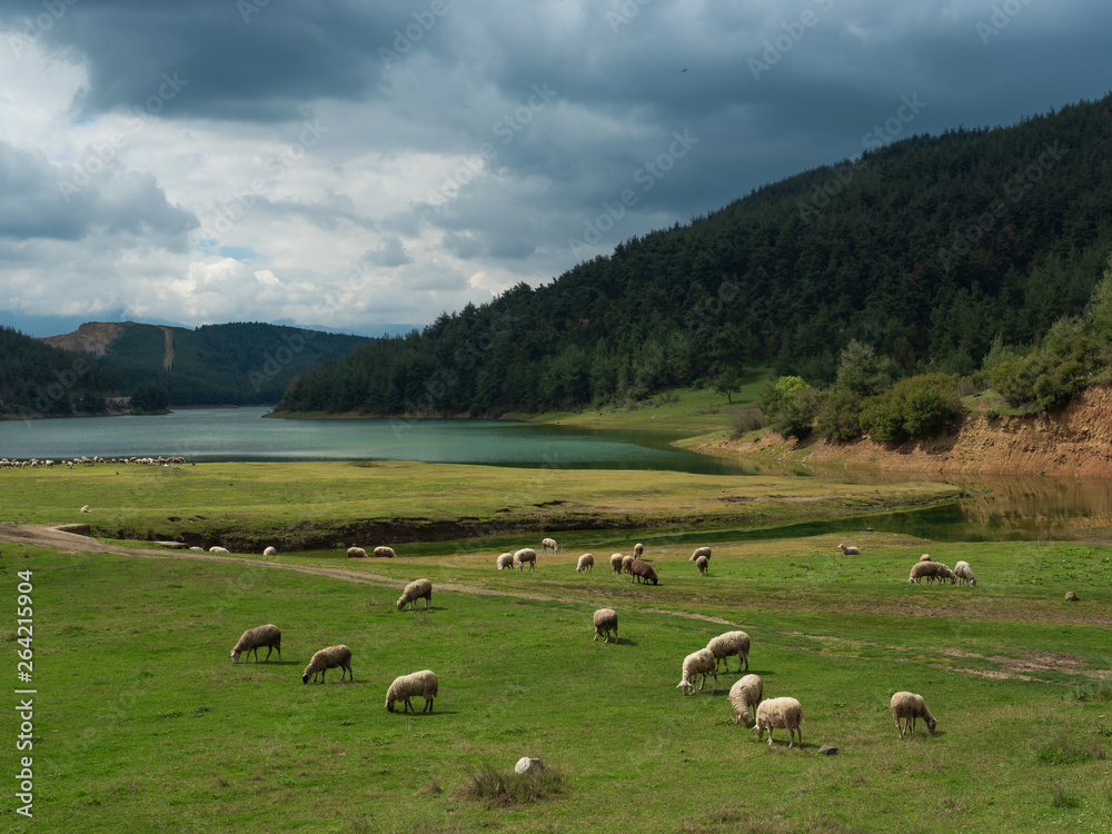 Fototapeta premium Beautiful sheep grazing in the pasture by the lake. Farm animals. Mountain pastures