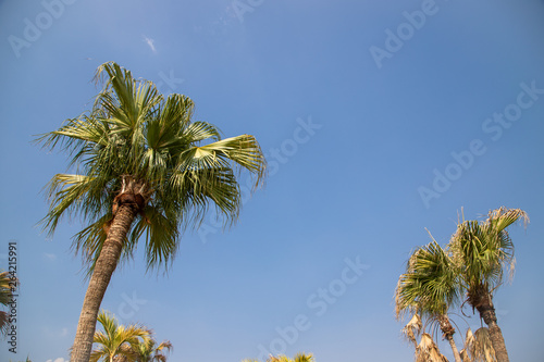 coconut tree or coconut palm on the blue sky background.