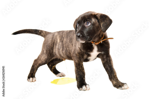 Little cute puppy pissing on the floor isolated on white background