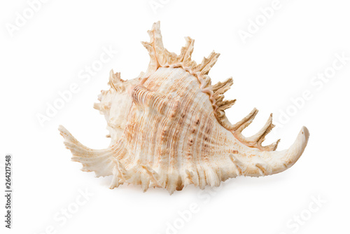 Big seashell isolated