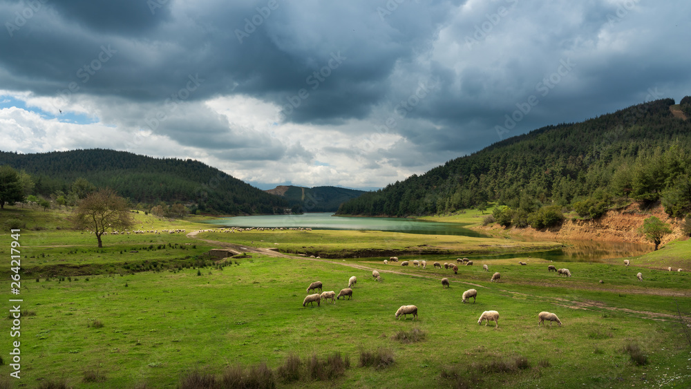 Sheep grazing by the lake Sheep grazing by the lake