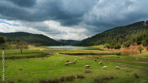 Sheep grazing by the lake