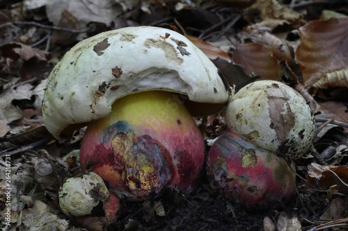 Boletus satanas photo