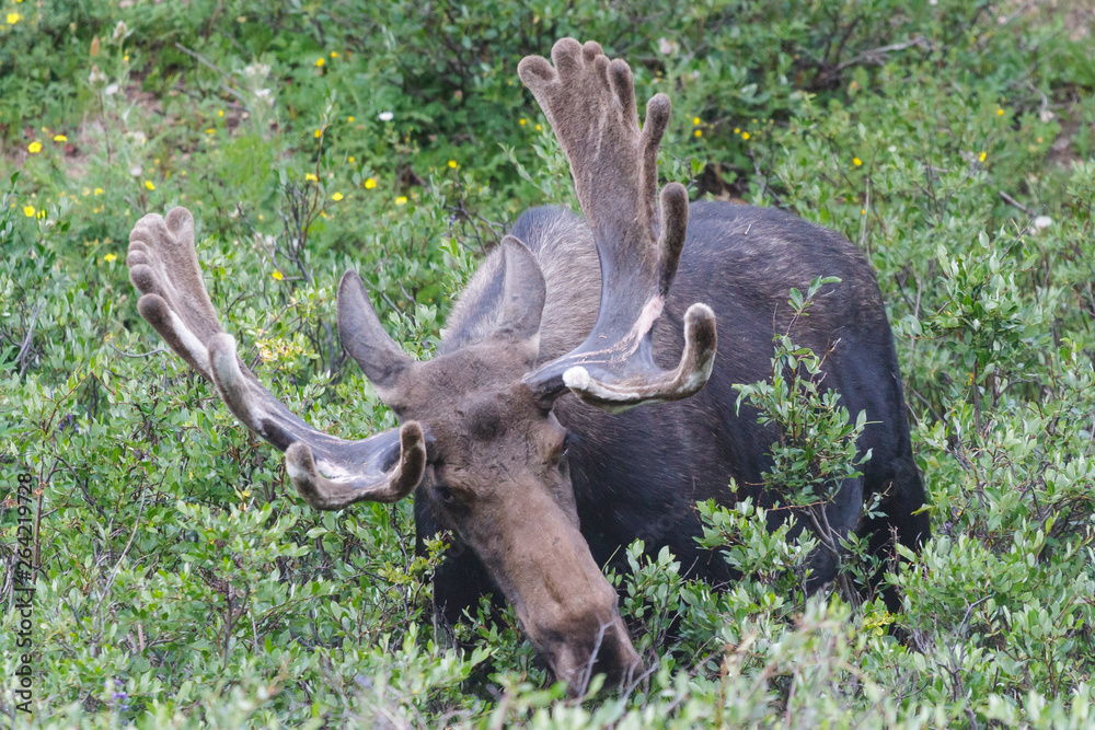 Bull Moose Munching on Willows in the Rocky Mountains of Colorado Bull Moose Munching on Willows in the Rocky Mountains of Colorado