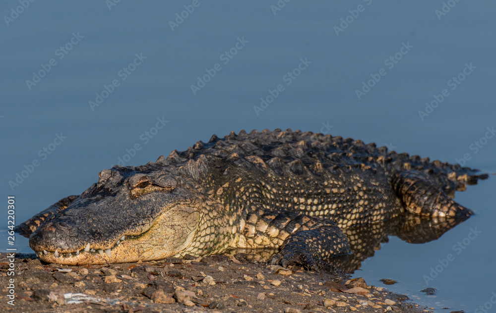 American Alligator Sunning in the South Carolina Sun American Alligator Sunning in the South Carolina Sun