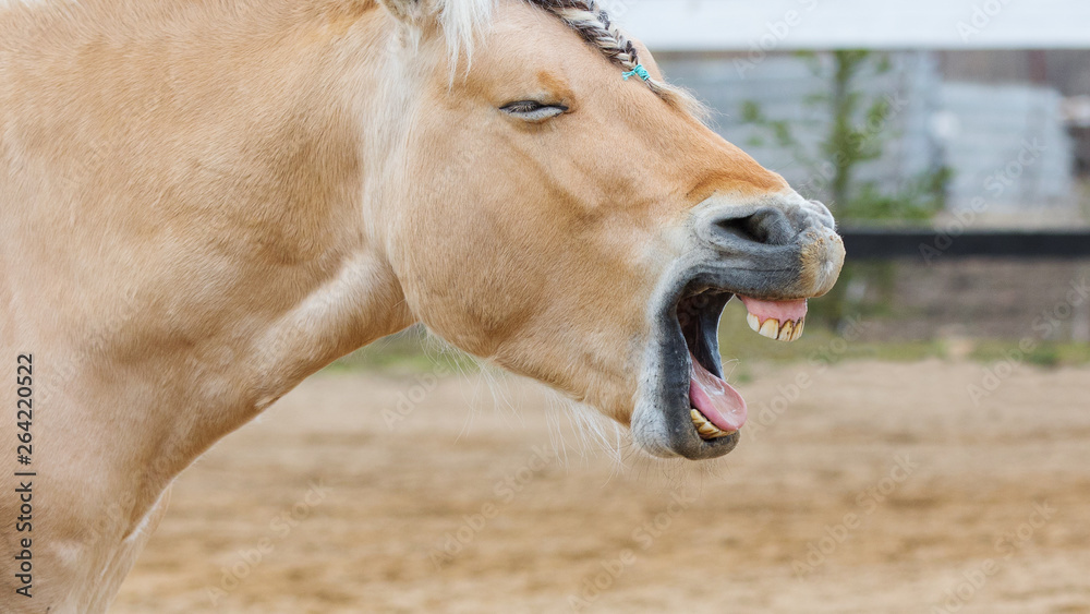 Fototapeta premium Chestnut horse yawning. Funny portrait close up.