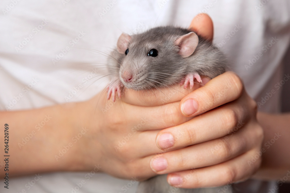 Gray hand rat Dumbo in the hands of a child. Pet, close-up. Gray hand rat Dumbo in the hands of a child. Pet, close-up.