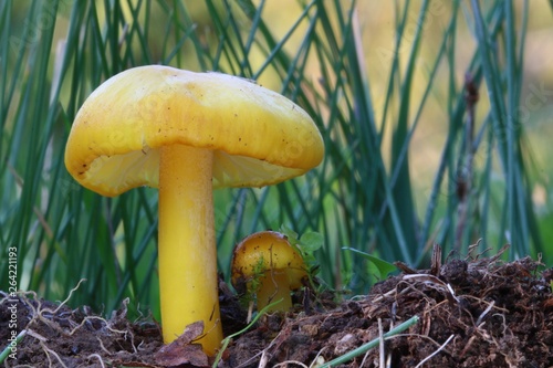 Hygrocybe chlorophana photo