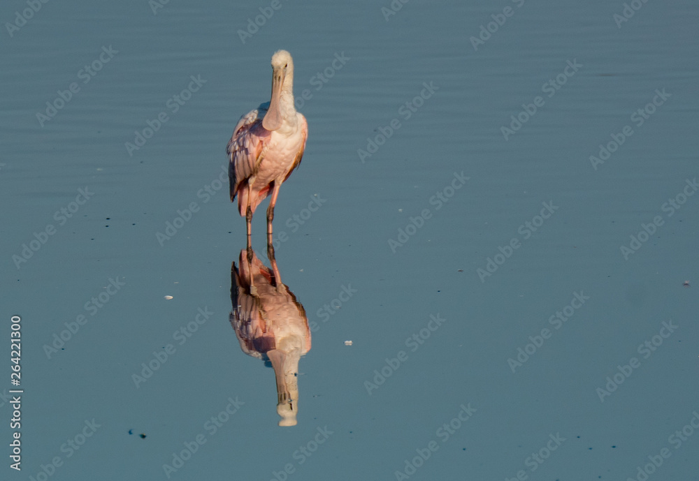 Fototapeta premium A Roseate Spoonbill in a Calm Lake