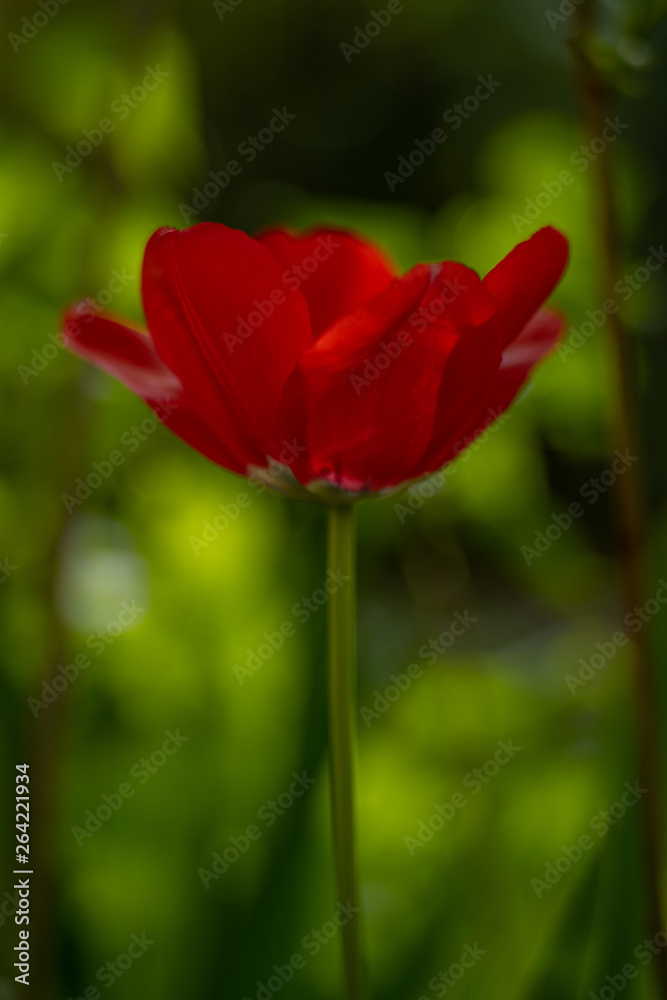 Obraz premium Tulpe vor Grün