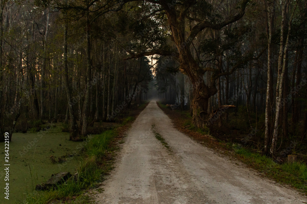 Obraz premium An Ominous Road Leading into a Swamp