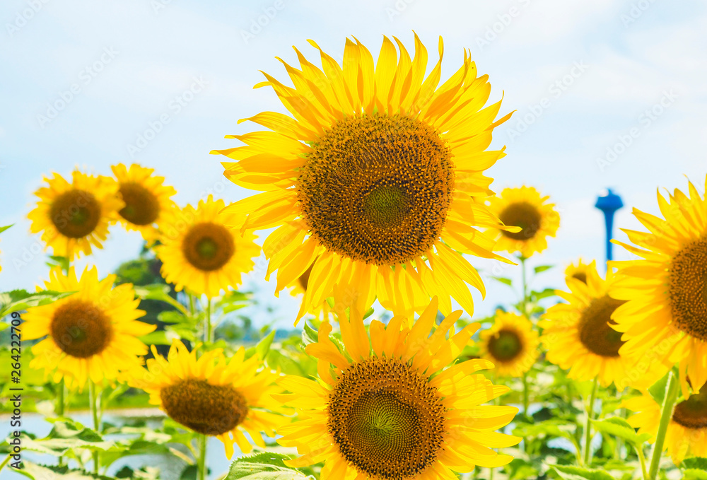 Sunflowers blooming on blue sky background ,fresh & daylight summer concept. Sunflowers blooming on blue sky background ,fresh & daylight summer concept.