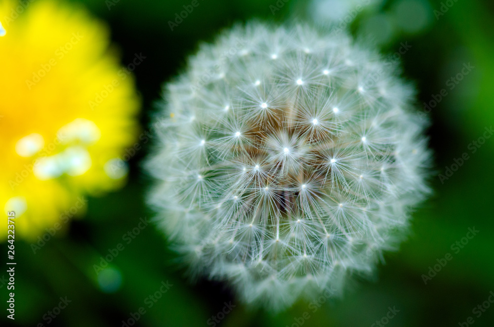 Dandelion flower nature green spring blur background Dandelion flower nature green spring blur background