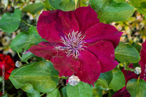 Clematis Rouge Cardinal photo