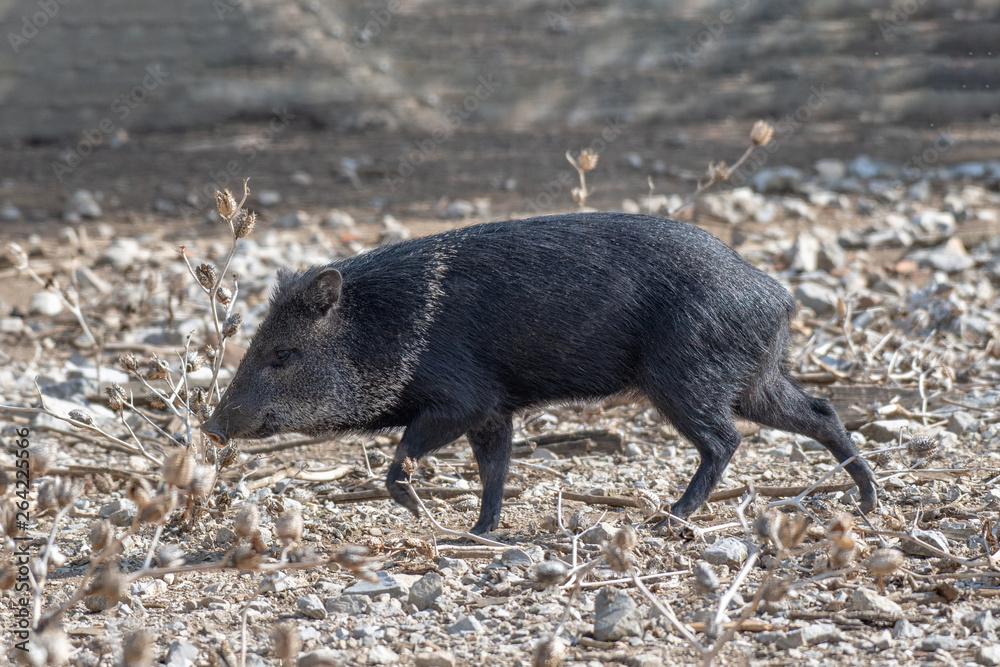 Young Collared Peccary (Pecari tajacu) family of Tayassuidae Young Collared Peccary (Pecari tajacu) family of Tayassuidae