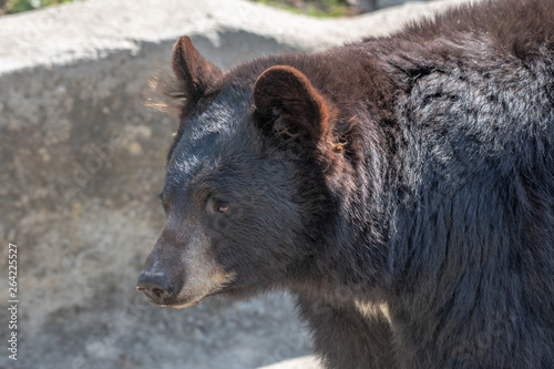 American black bear (Ursus americanus). Wildlife animal photo