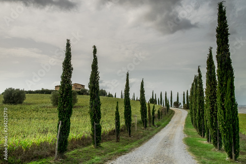 Cypress path in Pienza, Tuscany, Italy