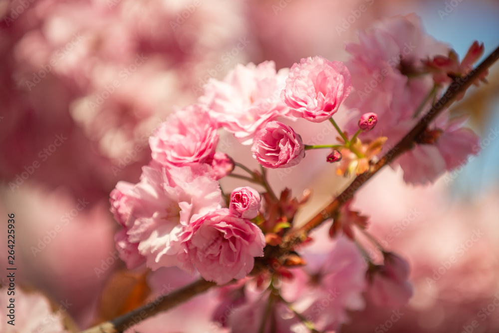 Hanami - Cherry Blossom