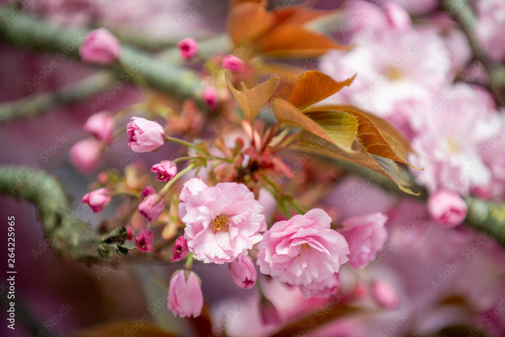 Obraz premium Hanami - Cherry Blossom