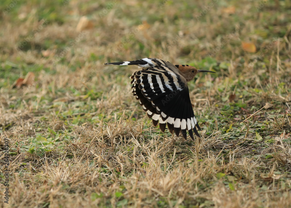 an flying hoopoe on the grass an flying hoopoe on the grass