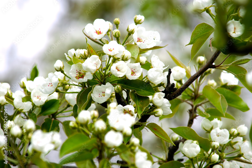 blooming pear tree branches in a spring garden, white flowers and young green foliage, background, backdrop blooming pear tree branches in a spring garden, white flowers and young green foliage, background, backdrop