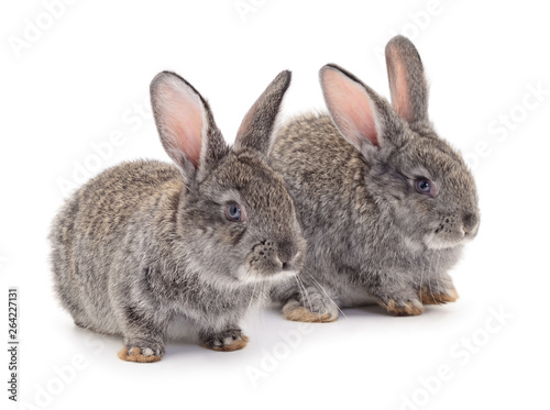 Gray rabbits isolated.