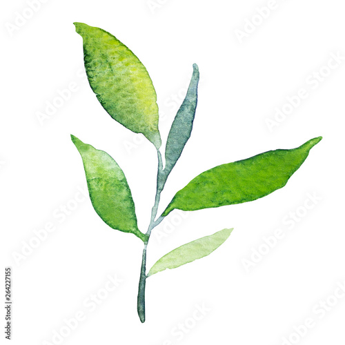 tea, leaf, watercolor, green, leave, water, leaves, white, tree, watercolour, color, background, isolated, real, vector, silhouette, illustration, fresh, hand, leafs, plant, sketch, branch, closeup, d