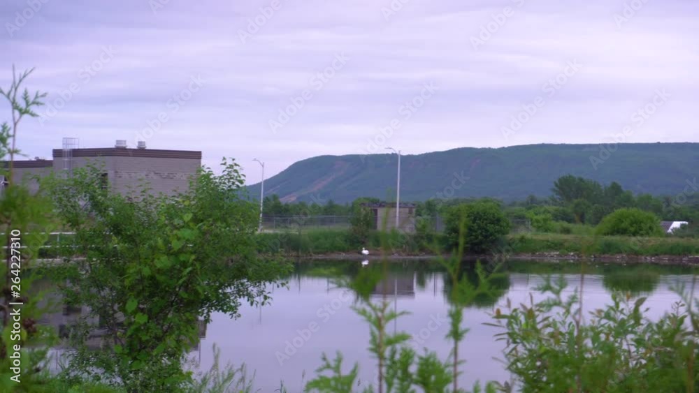 Slow motion shot of a swan in a swan near The Blue Mountains, Ontario. Slow motion shot of a swan in a swan near The Blue Mountains, Ontario.